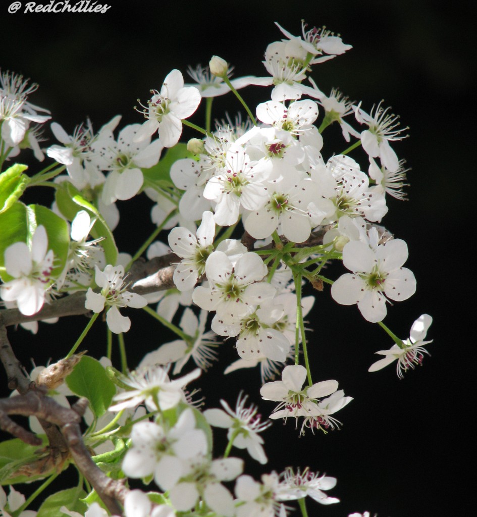 spring_churmundo 018