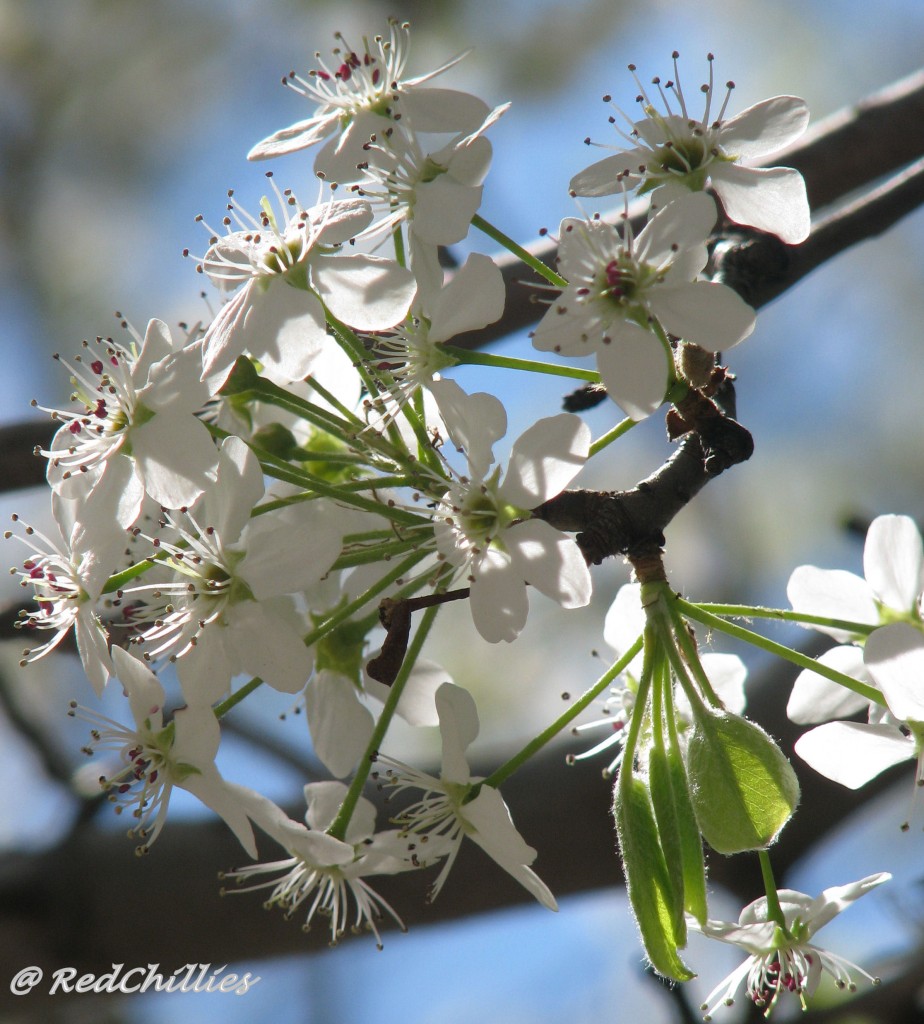 spring_churmundo 020