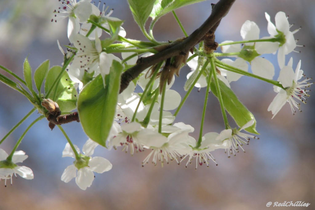 spring_churmundo 024