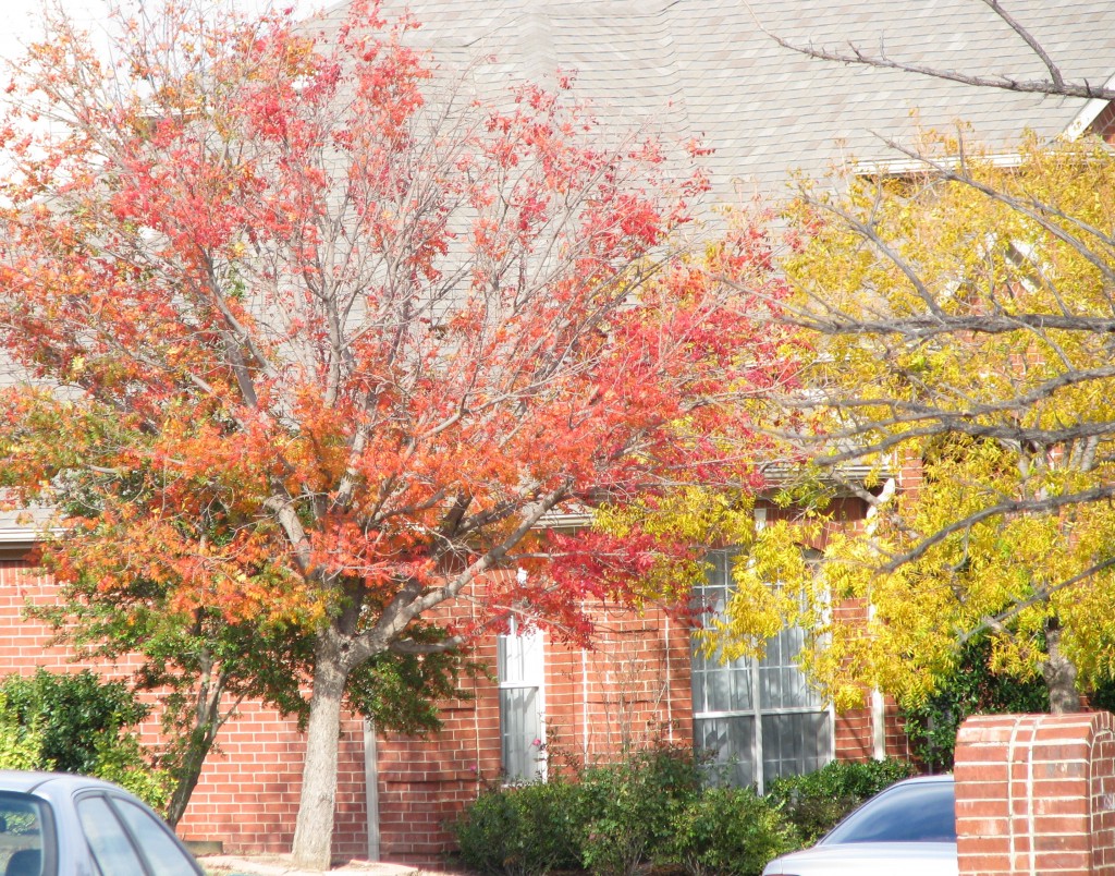 fall_2010 014